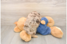 Hypoallergenic Cavadoodle Poodle Mix Puppy