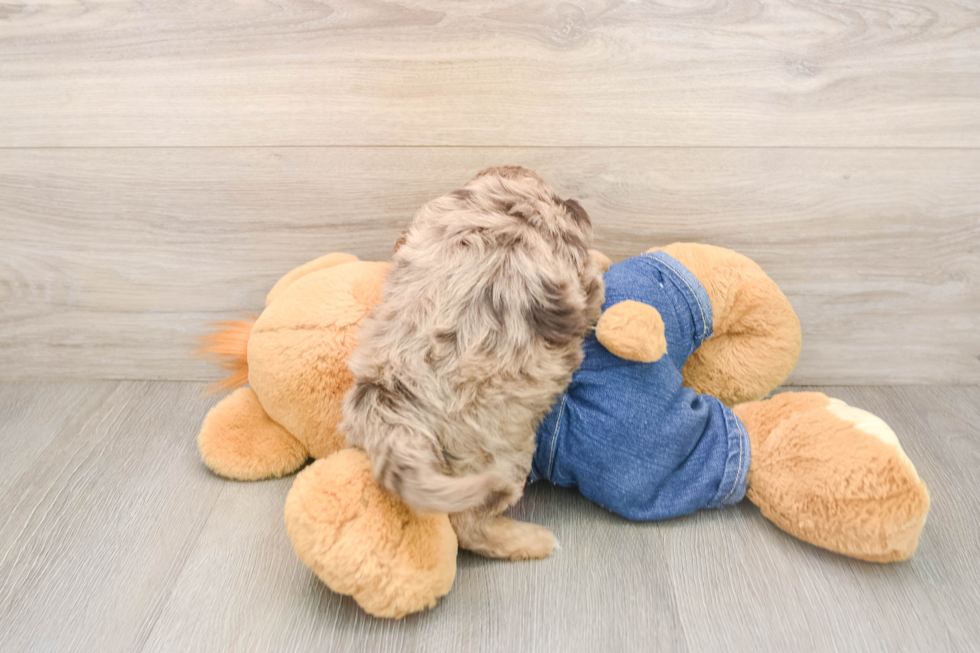 Hypoallergenic Cavadoodle Poodle Mix Puppy