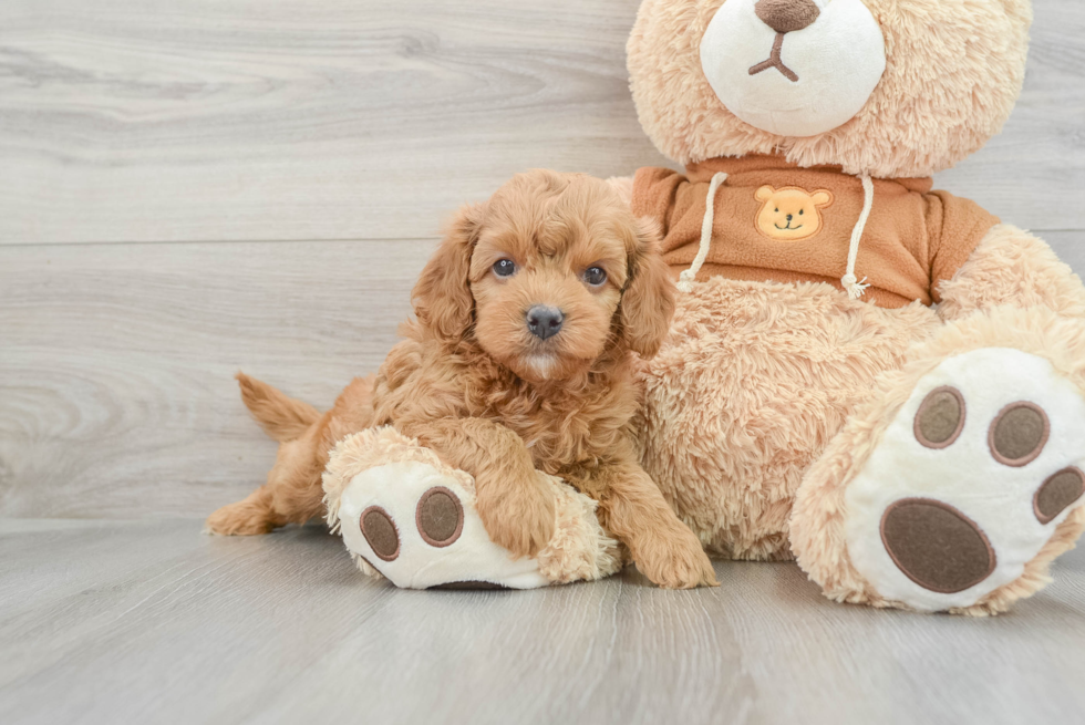 Playful Cavapoodle Poodle Mix Puppy