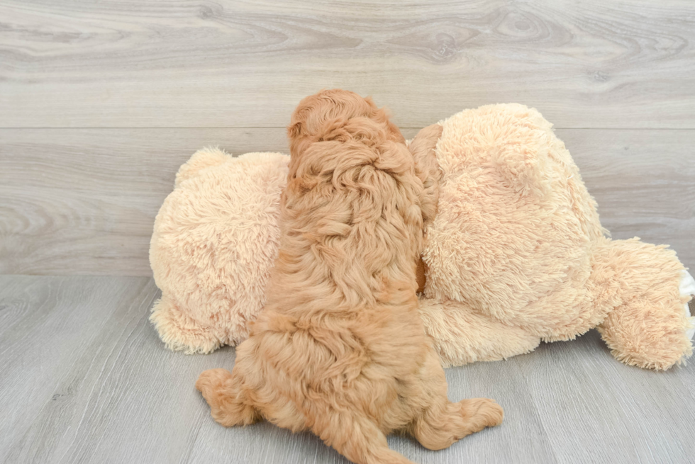 Energetic Cavoodle Poodle Mix Puppy