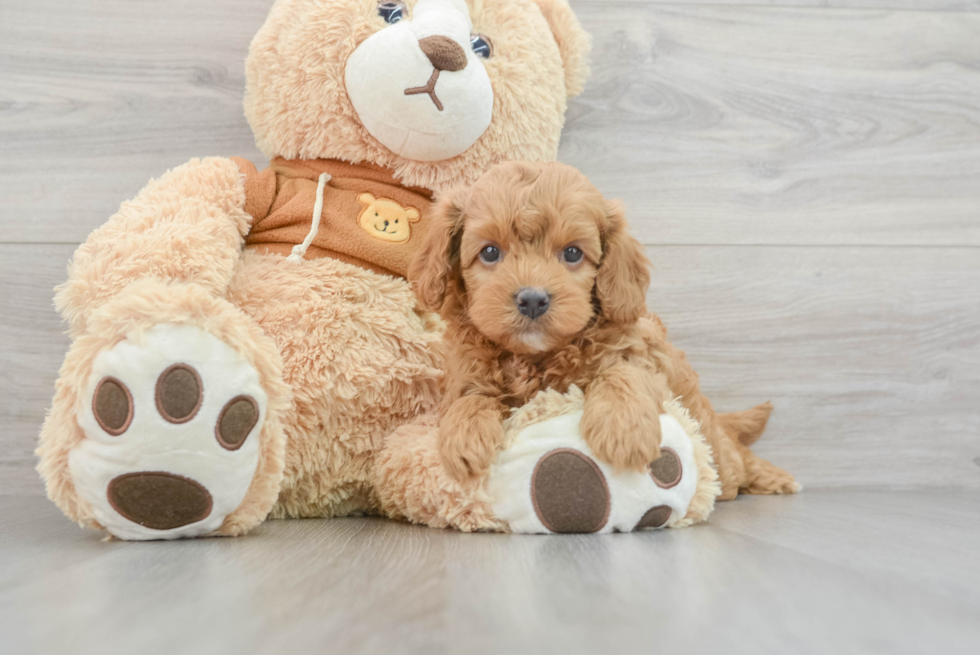 Best Cavapoo Baby