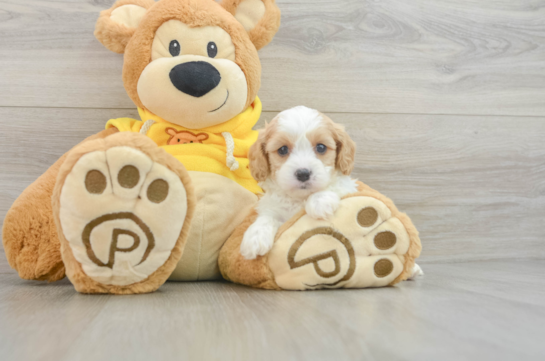 Cavapoo Pup Being Cute