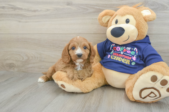 Sweet Cavapoo Baby