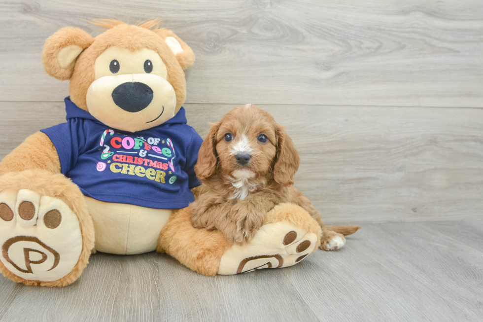 Popular Cavapoo Poodle Mix Pup