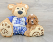 7 week old Cavapoo Puppy For Sale - Windy City Pups
