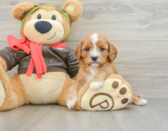 8 week old Cavapoo Puppy For Sale - Windy City Pups