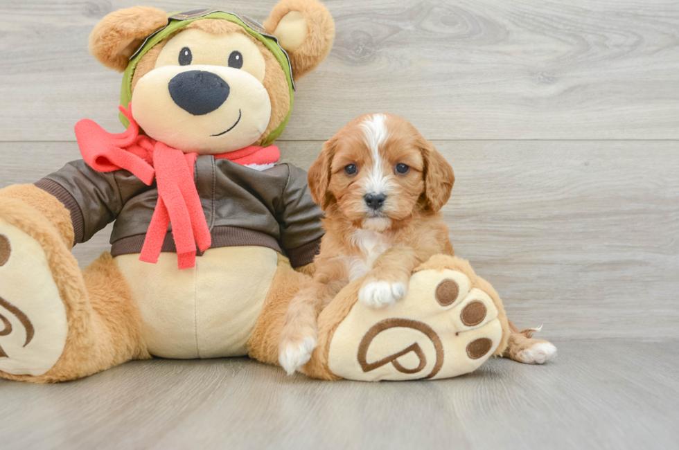 6 week old Cavapoo Puppy For Sale - Windy City Pups