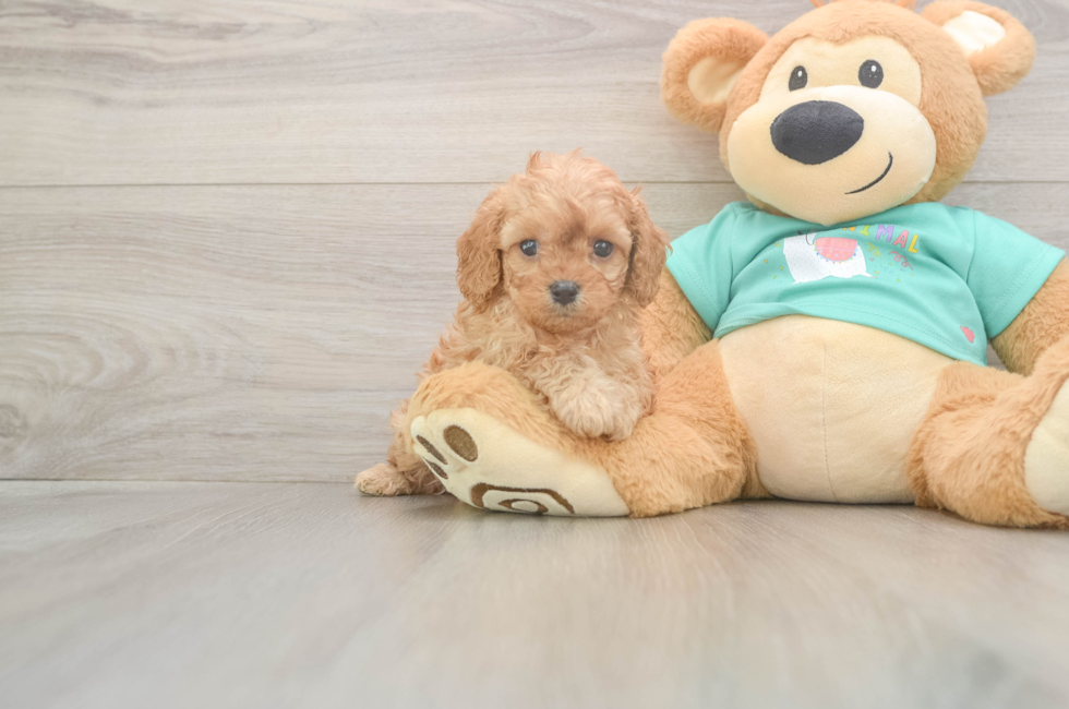 5 week old Cavapoo Puppy For Sale - Windy City Pups