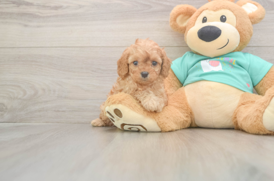 5 week old Cavapoo Puppy For Sale - Windy City Pups Best Cavapoo Baby