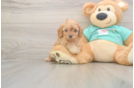 Meet Kellen - our Cavapoo Puppy Photo  1/3 - Windy City Pups Best Cavapoo Baby
