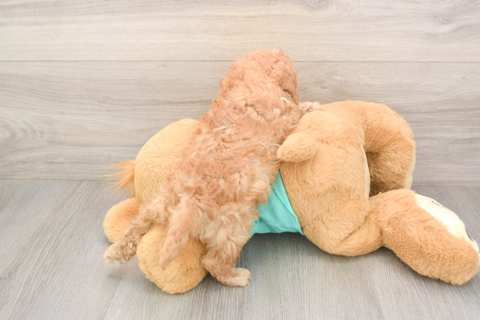 Meet Kellen - our Cavapoo Puppy Photo  3/3 - Windy City Pups Hypoallergenic Cavadoodle Poodle Mix Puppy