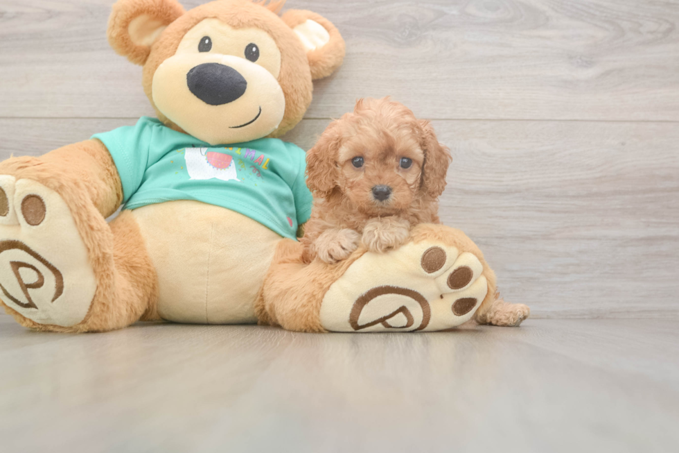 Meet Kellen - our Cavapoo Puppy Photo  2/3 - Windy City Pups Cavapoo Puppy for Adoption