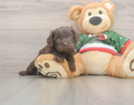 7 week old Cavapoo Puppy For Sale - Windy City Pups
