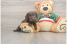 Cavapoo Puppy for Adoption