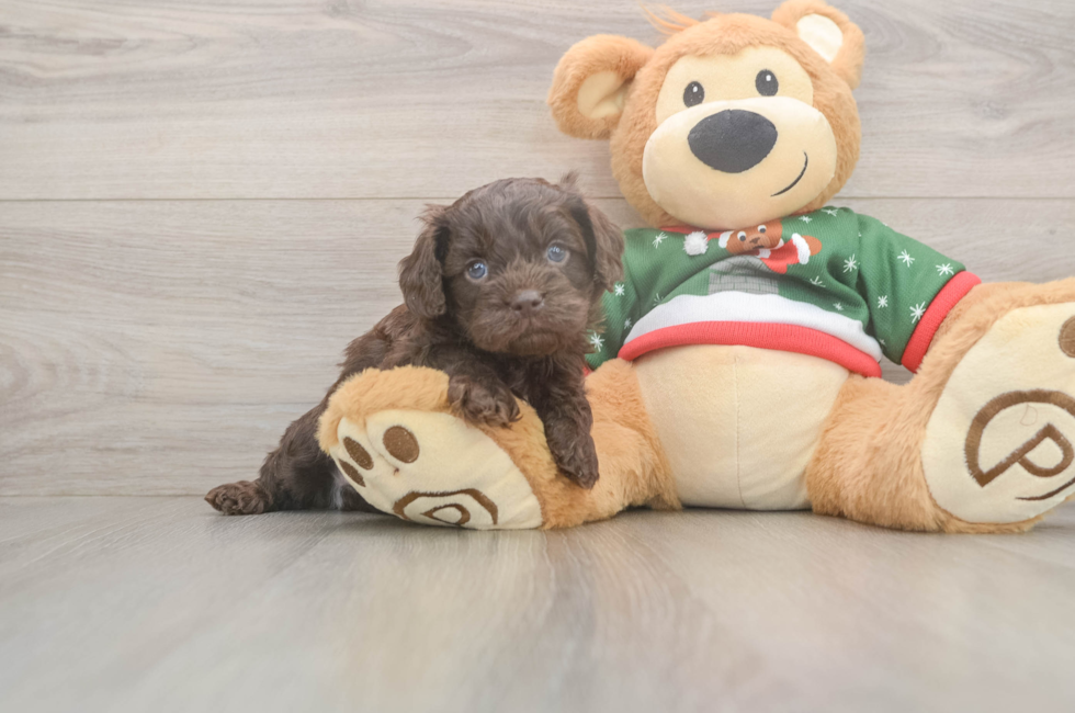 5 week old Cavapoo Puppy For Sale - Windy City Pups
