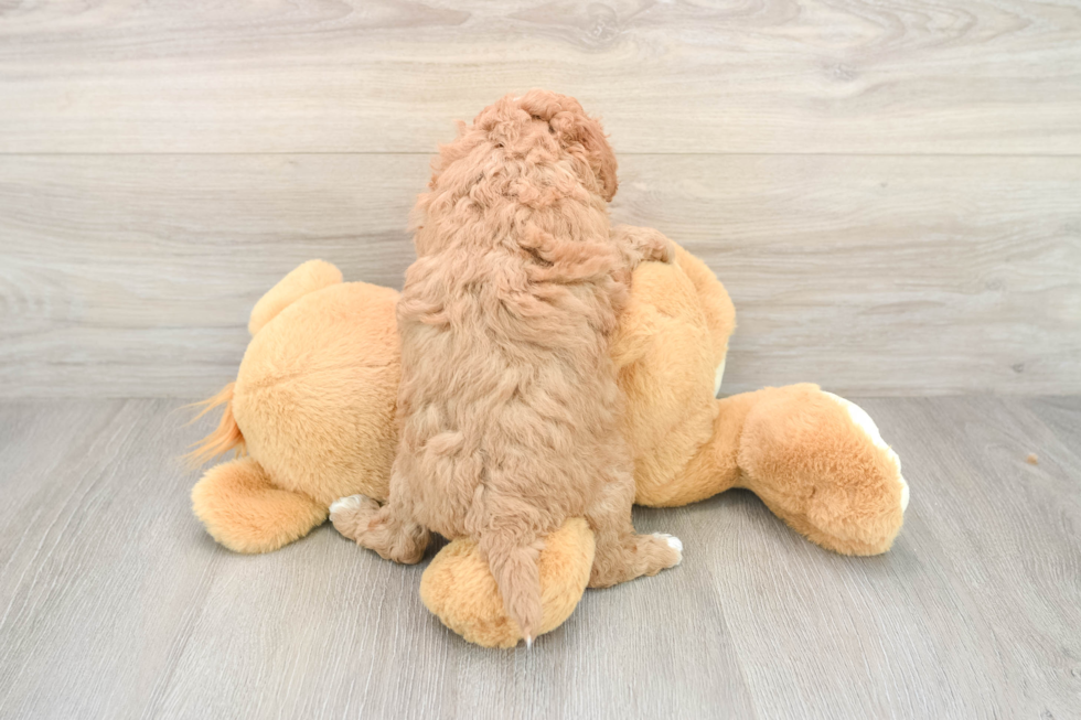 Cavapoo Puppy for Adoption