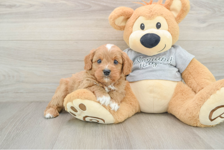 Cavapoo Puppy for Adoption