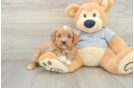 Cavapoo Puppy for Adoption