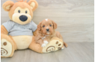 Small Cavapoo Baby