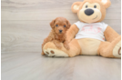 Best Cavapoo Baby