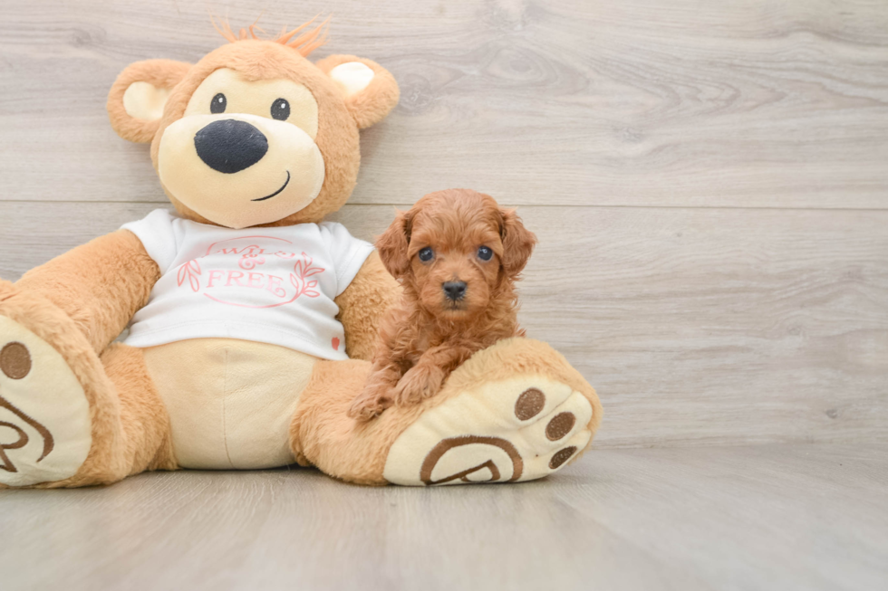 Cavapoo Puppy for Adoption