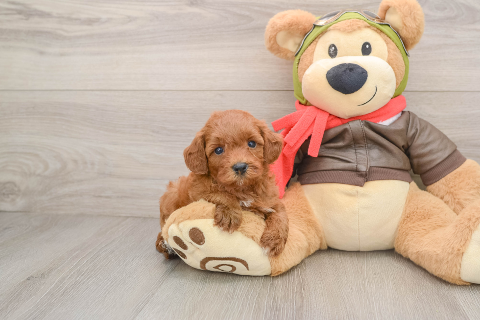 Cavapoo Puppy for Adoption