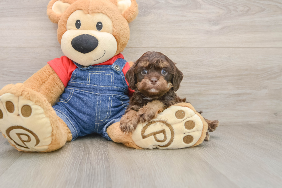 Best Cavapoo Baby