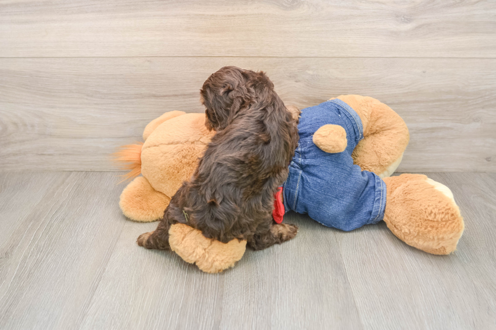 Cavapoo Puppy for Adoption