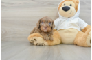 Best Cavapoo Baby