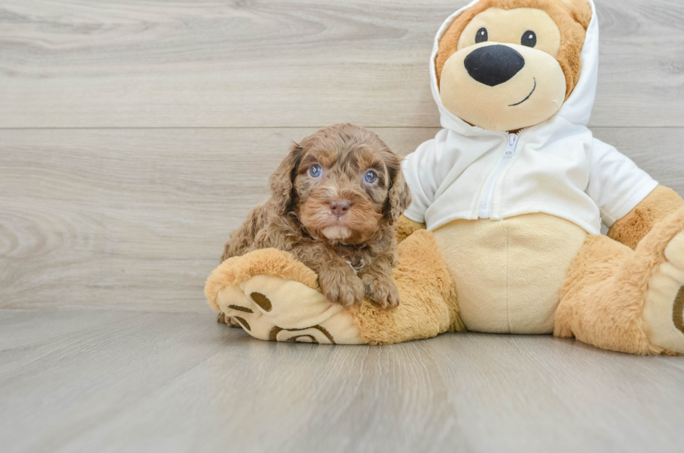 5 week old Cavapoo Puppy For Sale - Windy City Pups