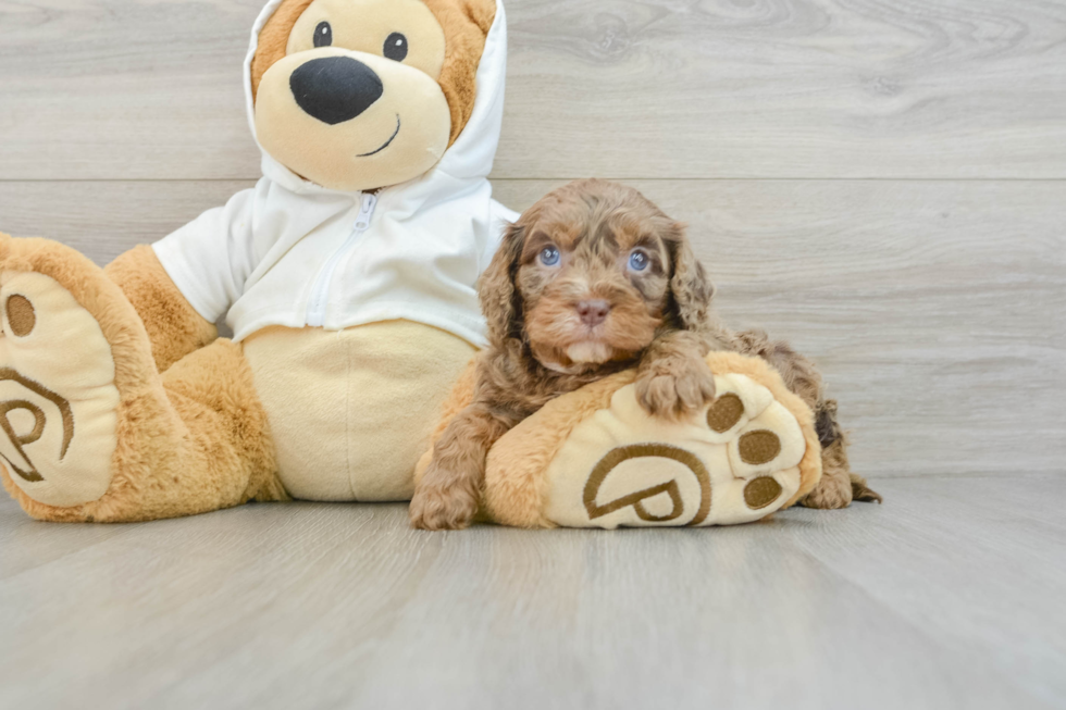 Best Cavapoo Baby