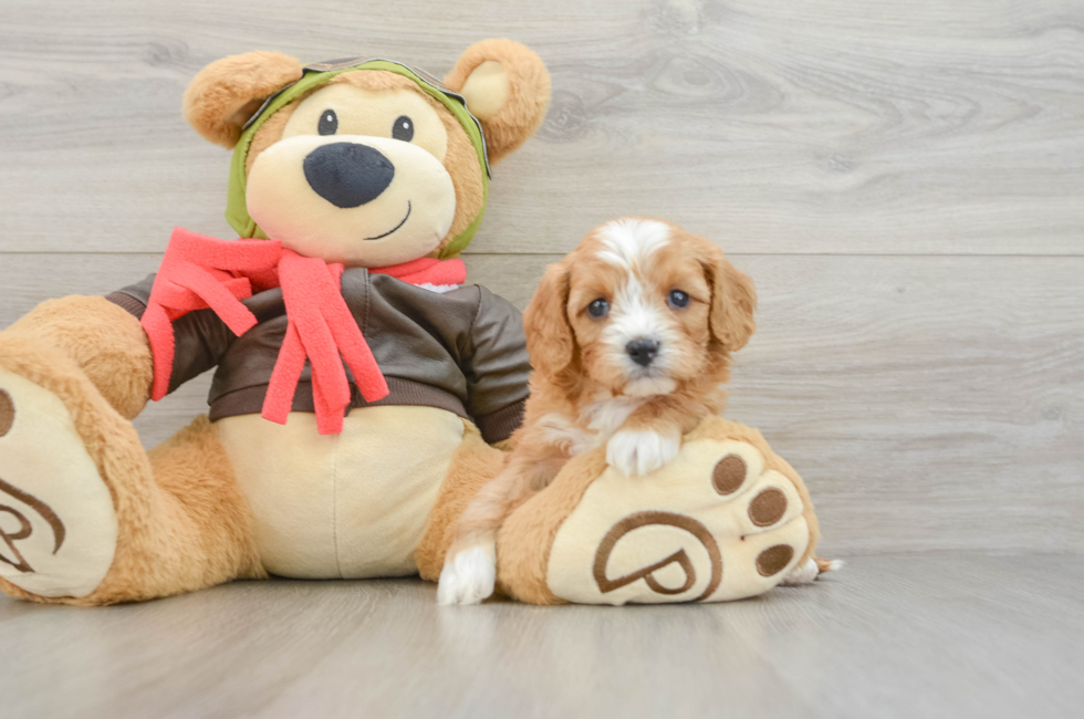 6 week old Cavapoo Puppy For Sale - Windy City Pups