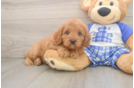 Playful Cavapoodle Poodle Mix Puppy