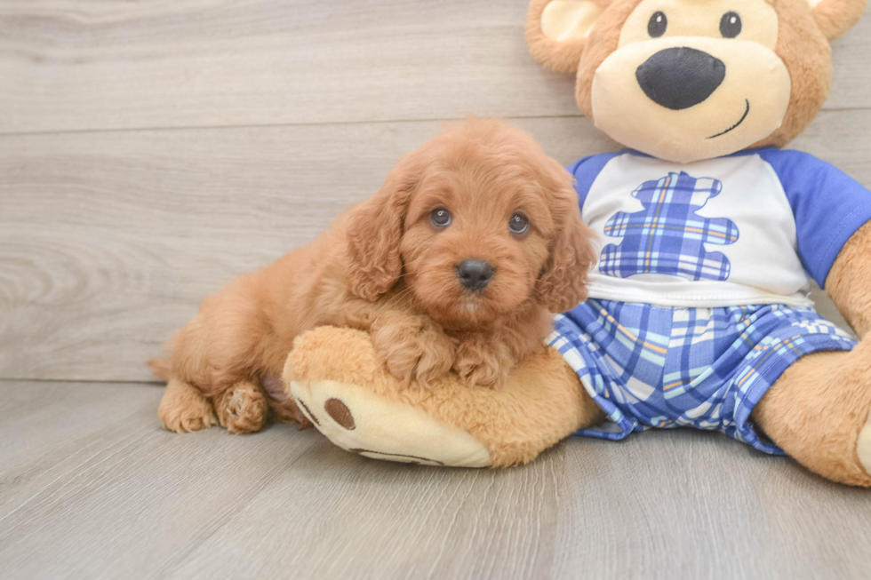 Playful Cavapoodle Poodle Mix Puppy