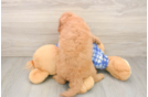 Best Cavapoo Baby