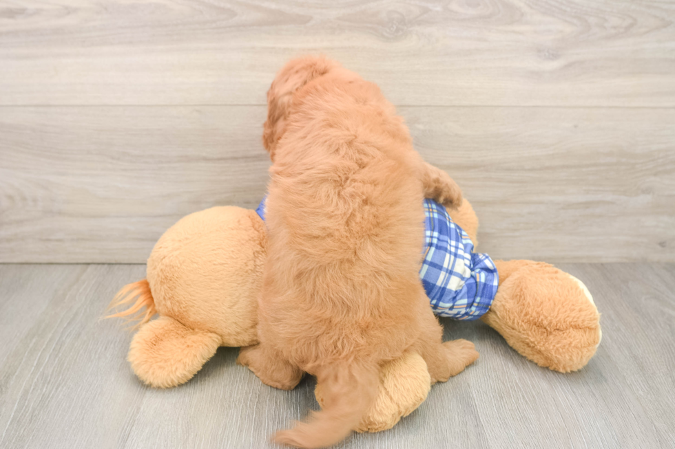 Best Cavapoo Baby
