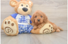 Funny Cavapoo Poodle Mix Pup