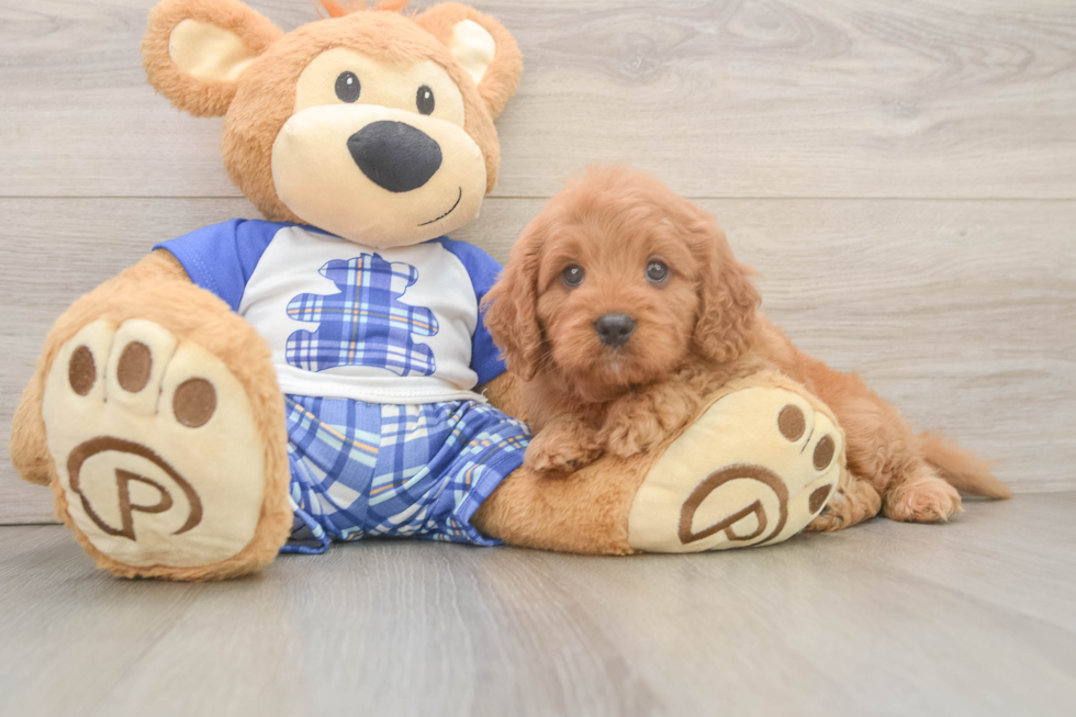 Funny Cavapoo Poodle Mix Pup