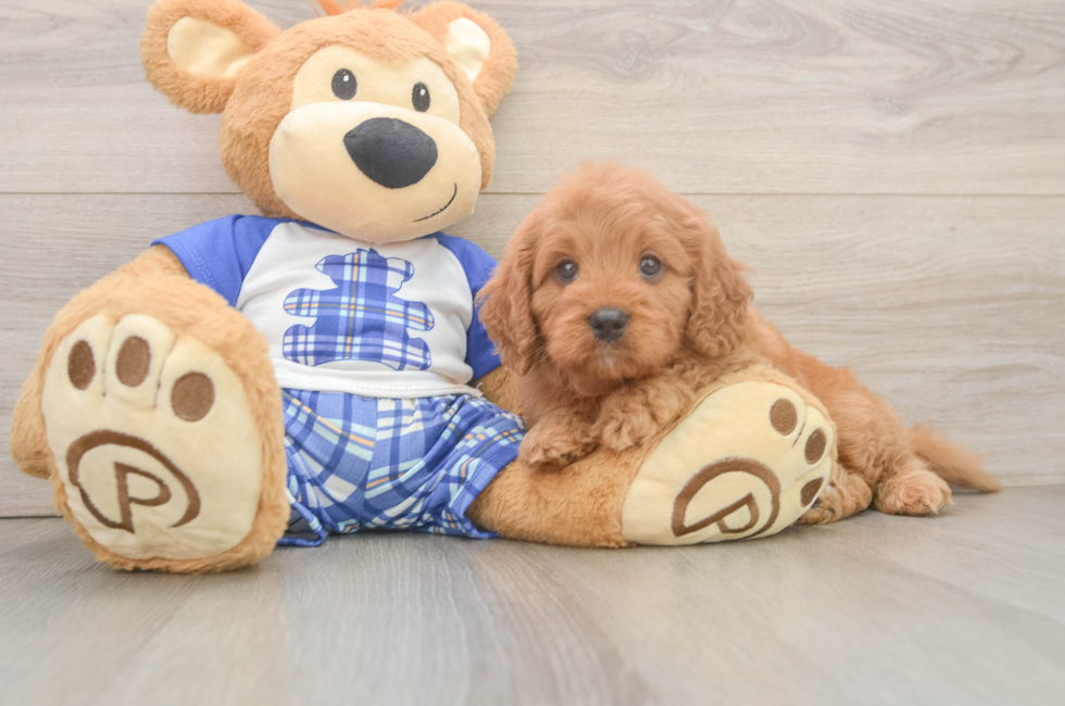 5 week old Cavapoo Puppy For Sale - Windy City Pups
