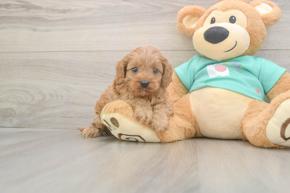 Meet Kenobi - our Cavapoo Puppy Photo  2/3 - Windy City Pups Adorable Cavalier King Charles Spaniel and Poodle Mix Poodle Mix Puppy