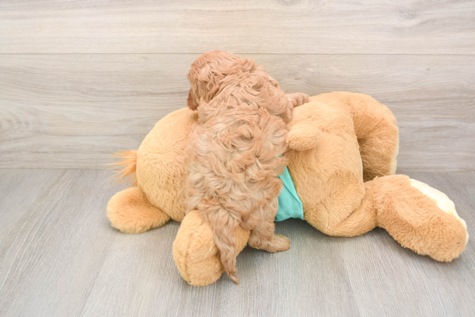 Meet Kenobi - our Cavapoo Puppy Photo  3/3 - Windy City Pups Cavapoo Pup Being Cute