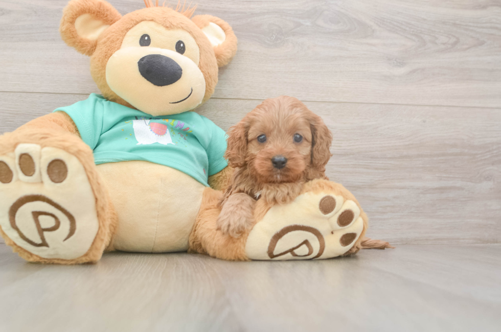 5 week old Cavapoo Puppy For Sale - Windy City Pups