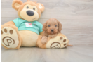 Meet Kenobi - our Cavapoo Puppy Photo  1/3 - Windy City Pups Cavapoo Puppy for Adoption