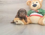 7 week old Cavapoo Puppy For Sale - Windy City Pups