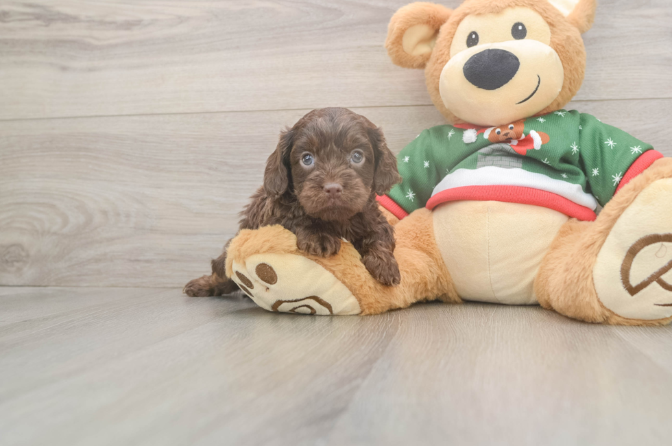 5 week old Cavapoo Puppy For Sale - Windy City Pups