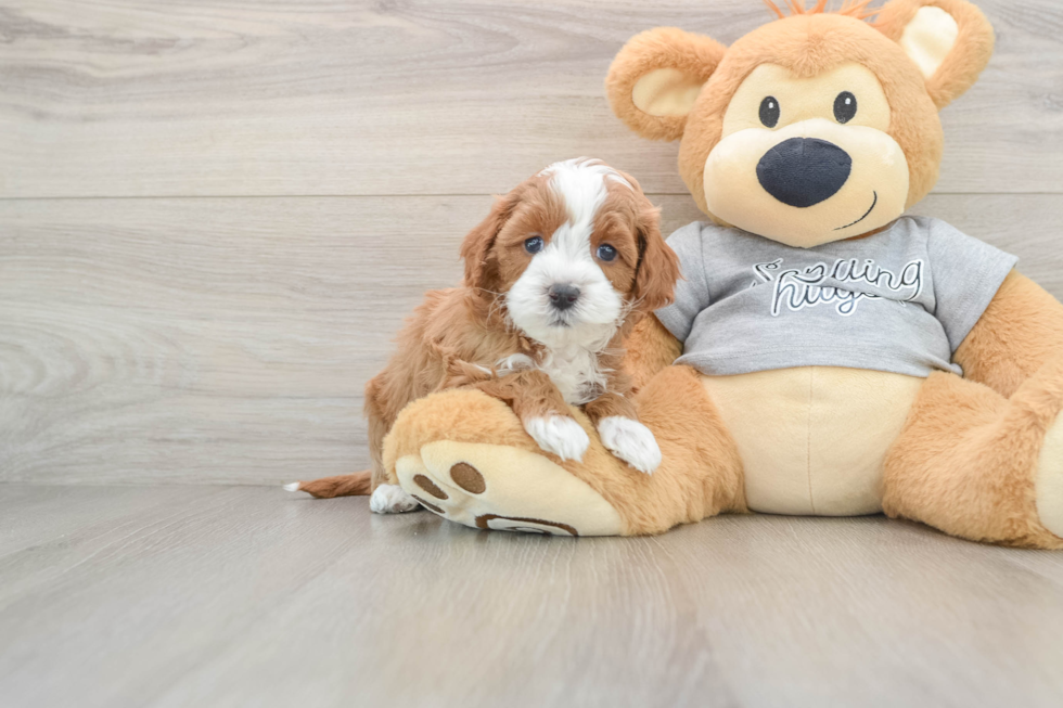 Happy Cavapoo Baby