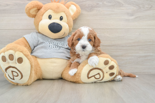 Cavapoo Puppy for Adoption