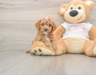 7 week old Cavapoo Puppy For Sale - Windy City Pups