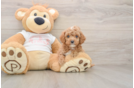 Popular Cavapoo Poodle Mix Pup