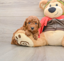7 week old Cavapoo Puppy For Sale - Windy City Pups